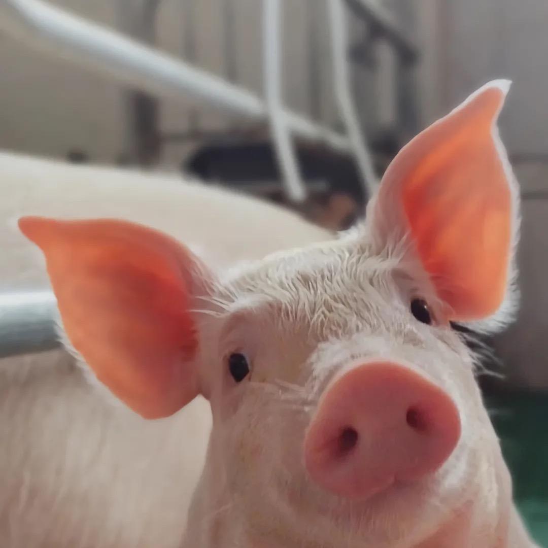 多多大厨🐷