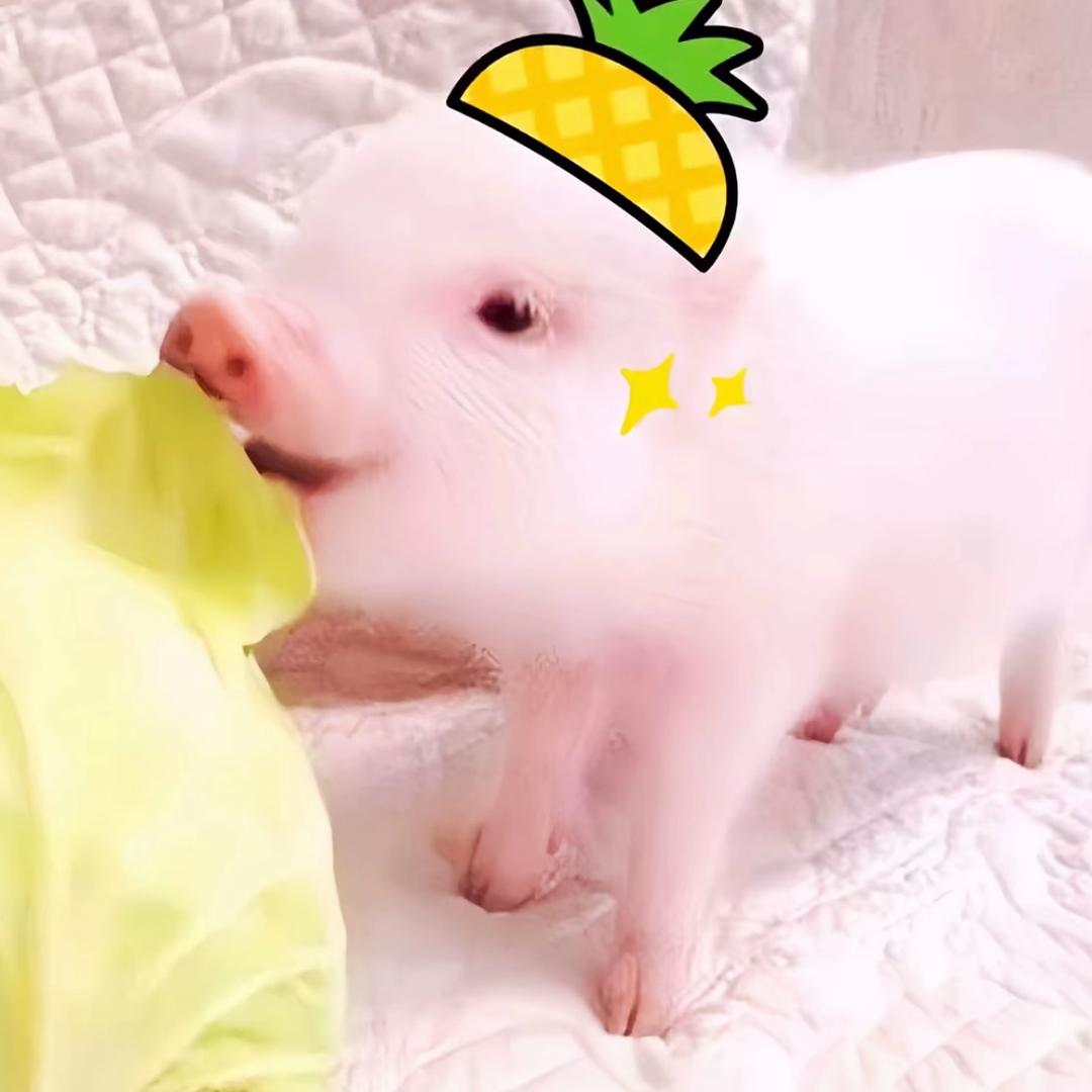 开心的湖南人