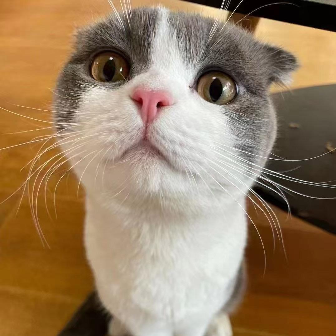 薇薇是个纹身师🐯