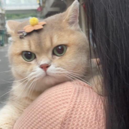 小小只猫叫招财