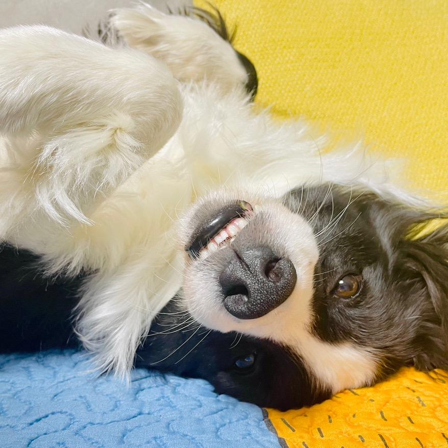 叫你一声你敢答应么🙃