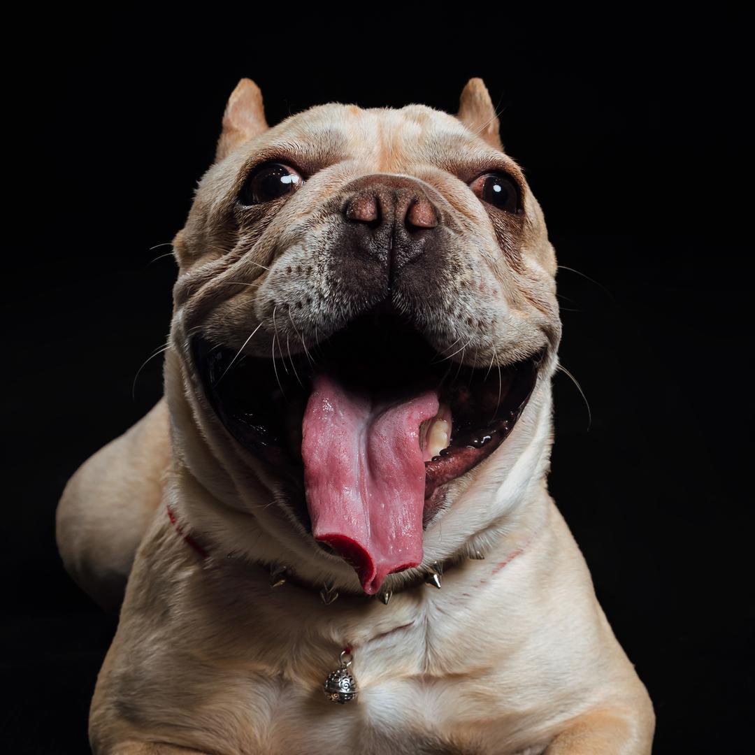 灵活滴小胖子 