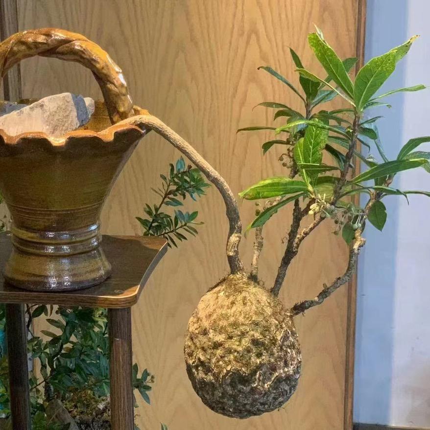 花语阁花卉盆景