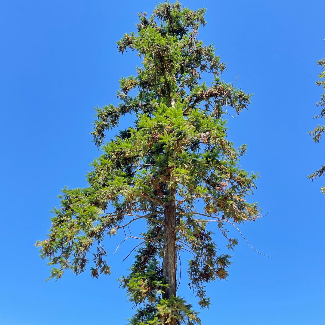 收桉树 承包桉树林地甘蔗地