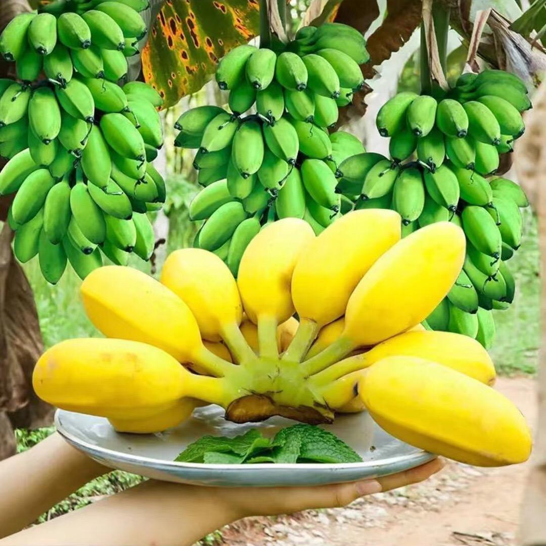 俊怡鲜果