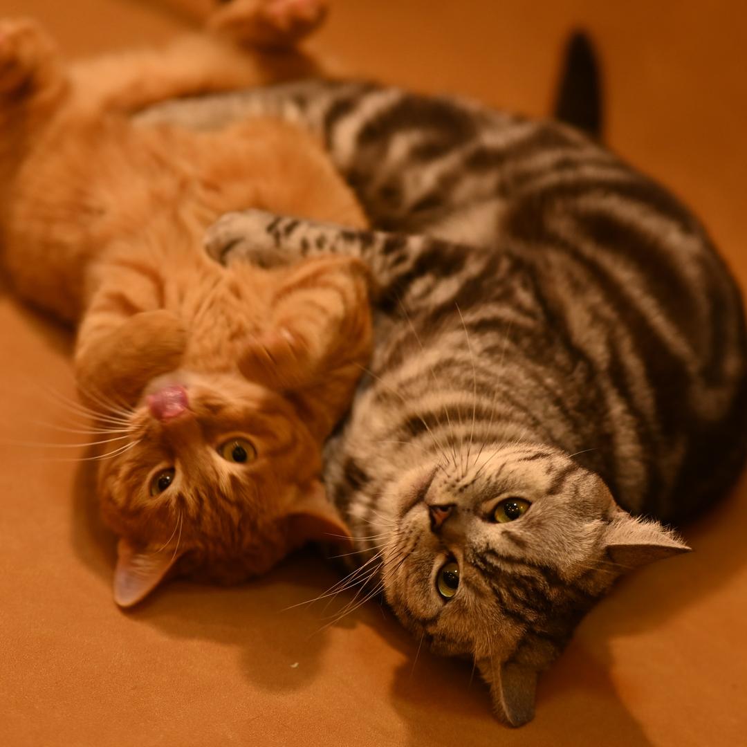 自然状态移动肖像馆