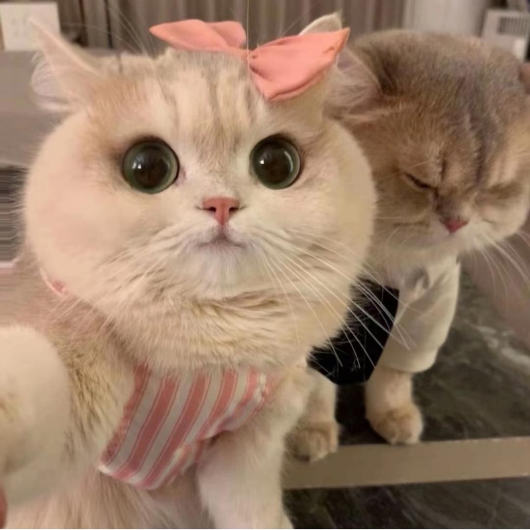 我的猫呢