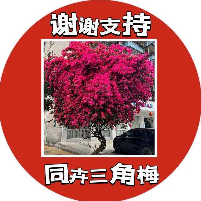 同卉三角梅
