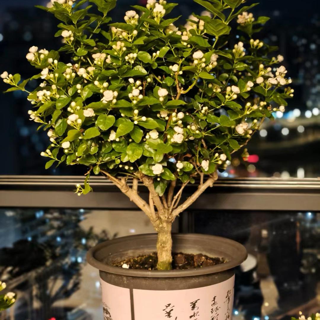 千运茉莉花-横县