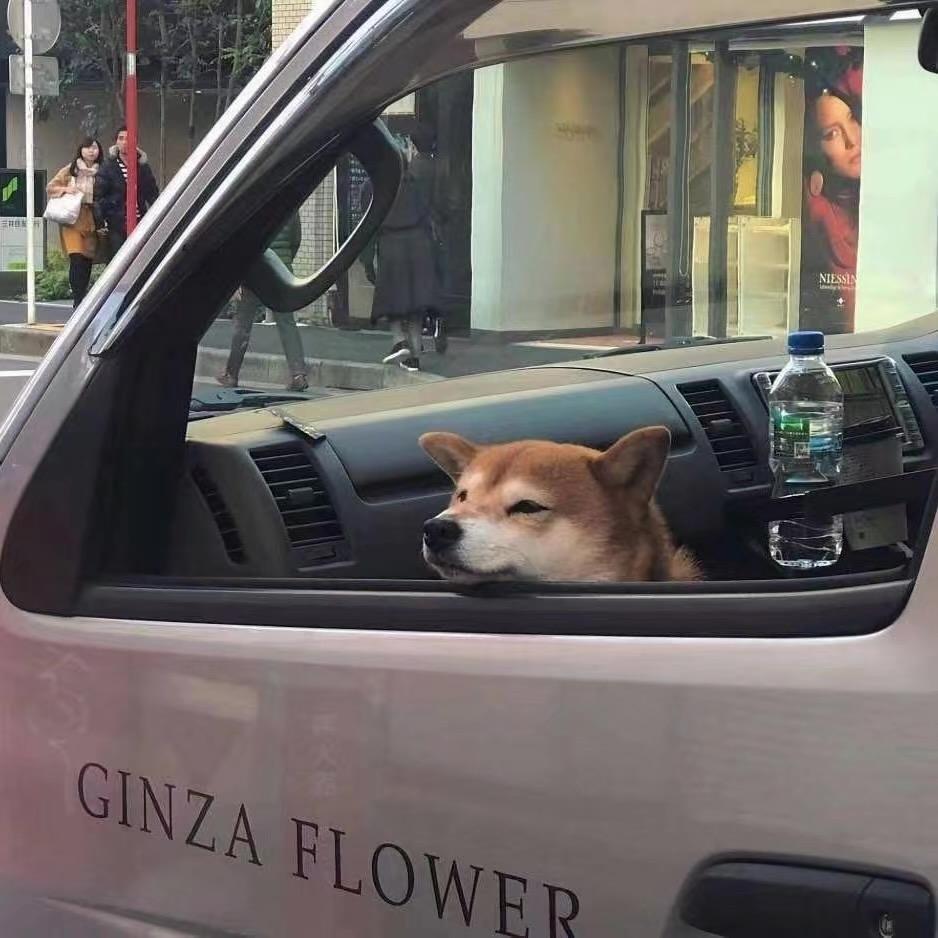 珑珑(三角洲行动)