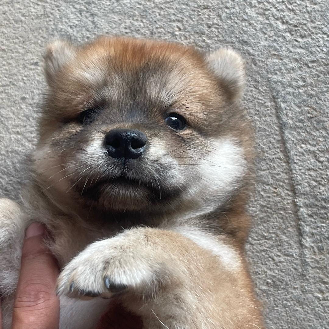 中华田园犬！小张