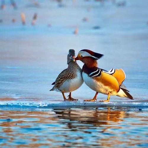 爱情就像一阵风