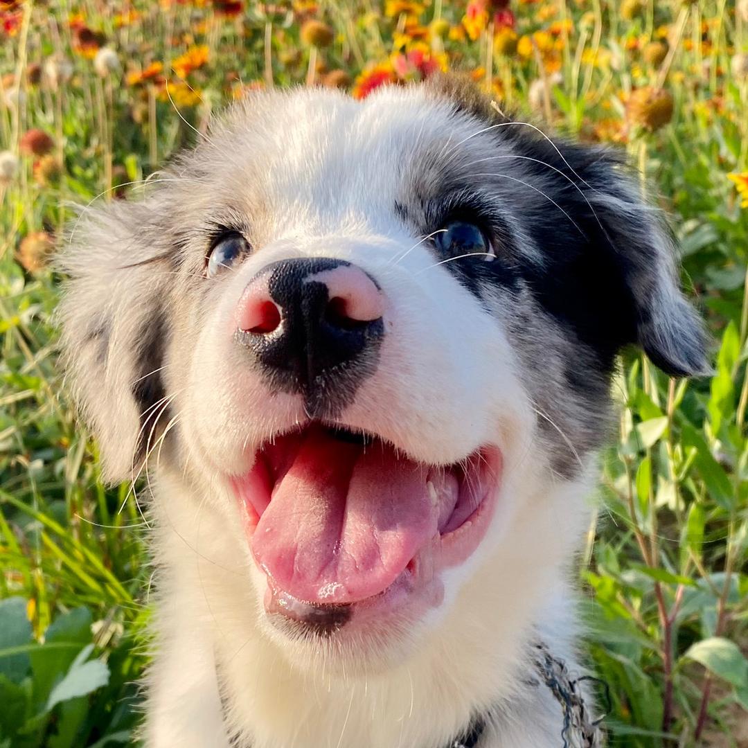 卢比不是Ru比（养成系）