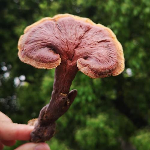 菜菜有好货