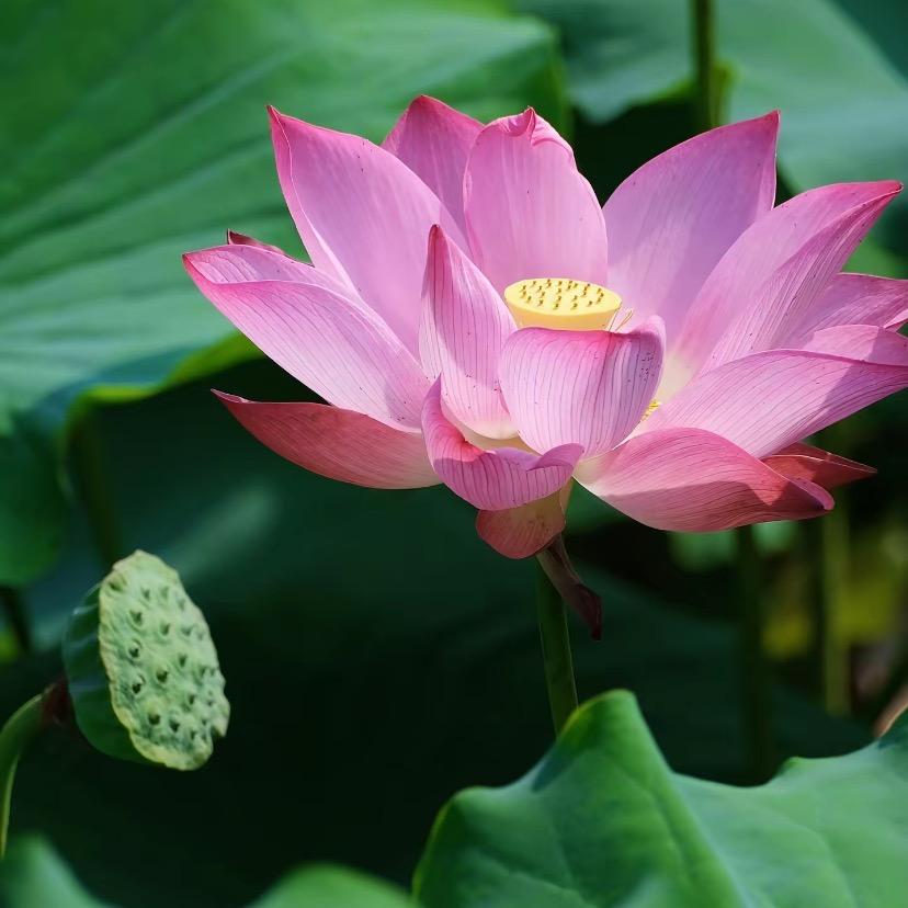 王彩琴单身（私信回）