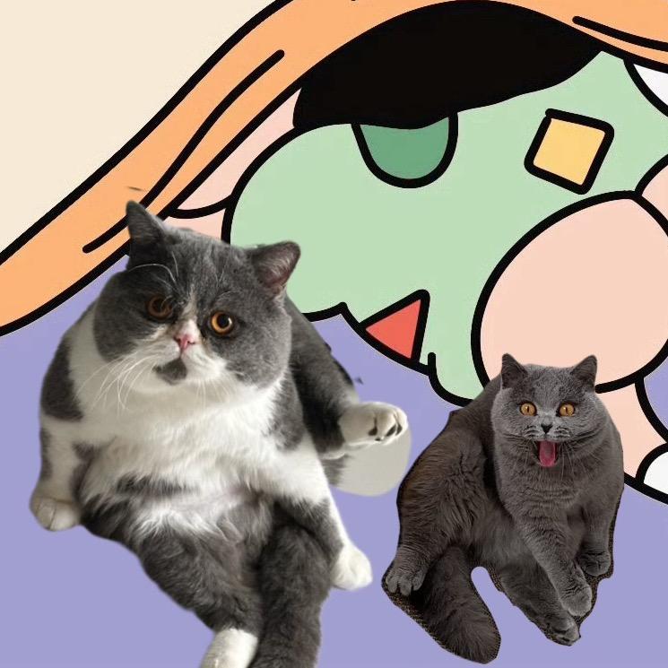 仙女有只猫🐱