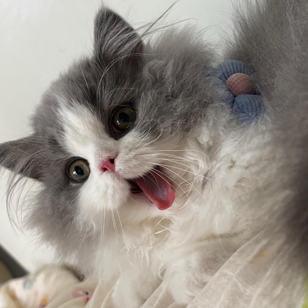 波总