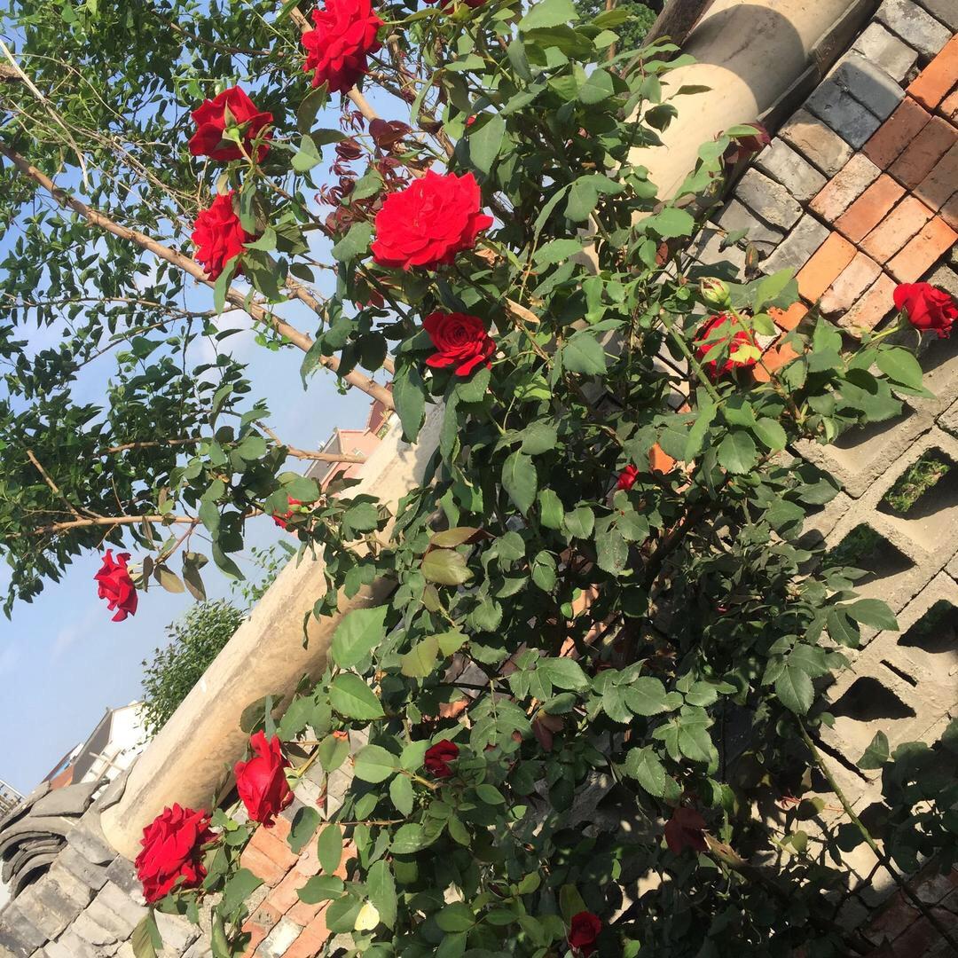 春暖花開。毛锦良