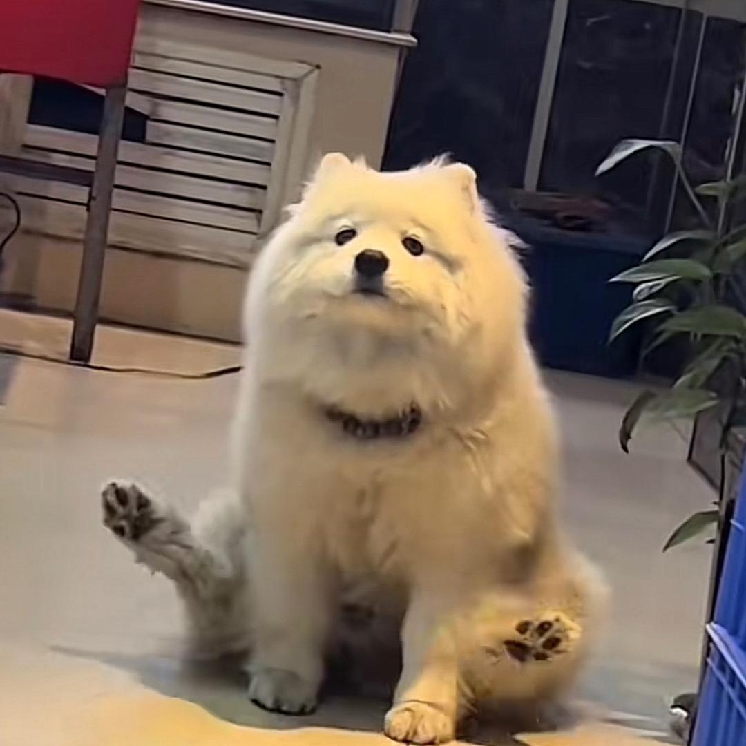 小飞猪🐷不吃香菜