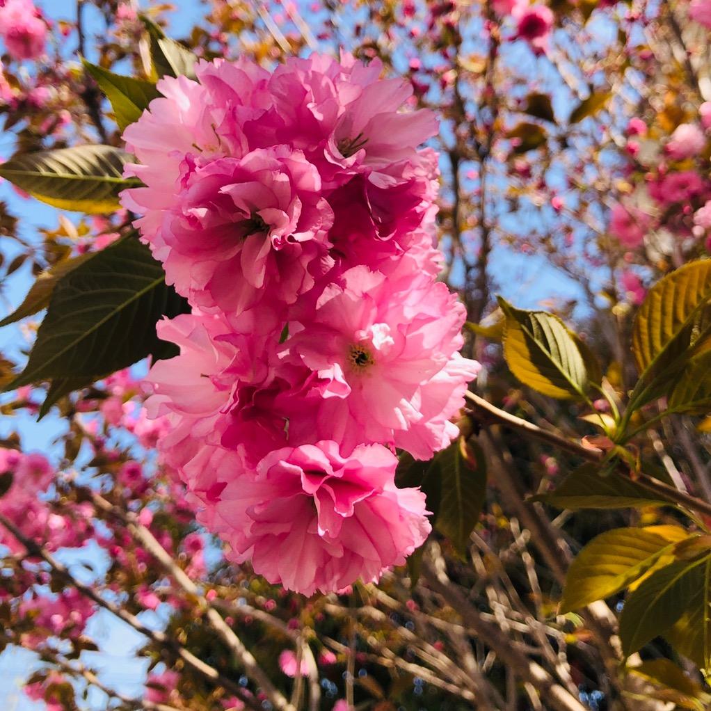 花自飘零水自流