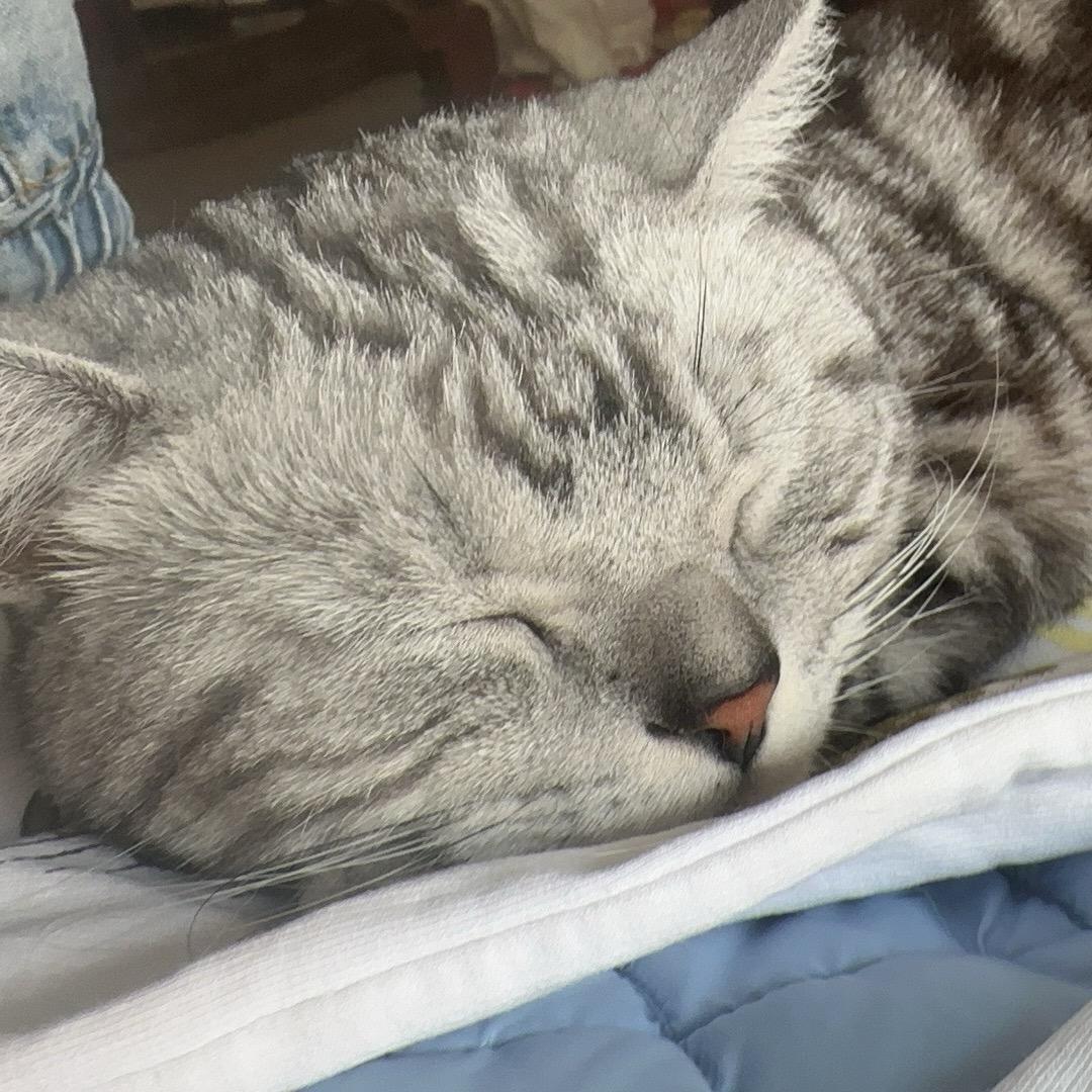 夜雨声烦.