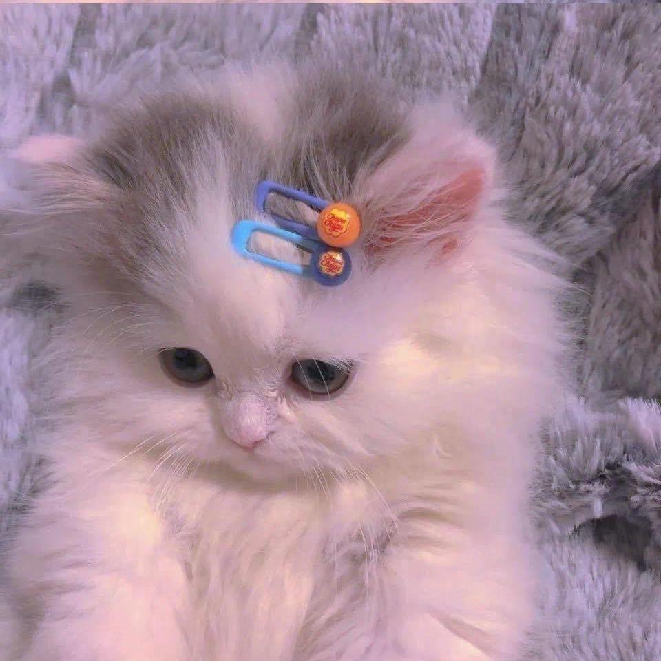 洋芋粑……