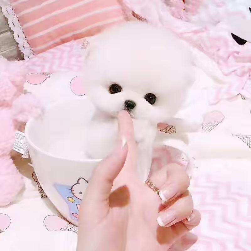 小猪熊萌宠