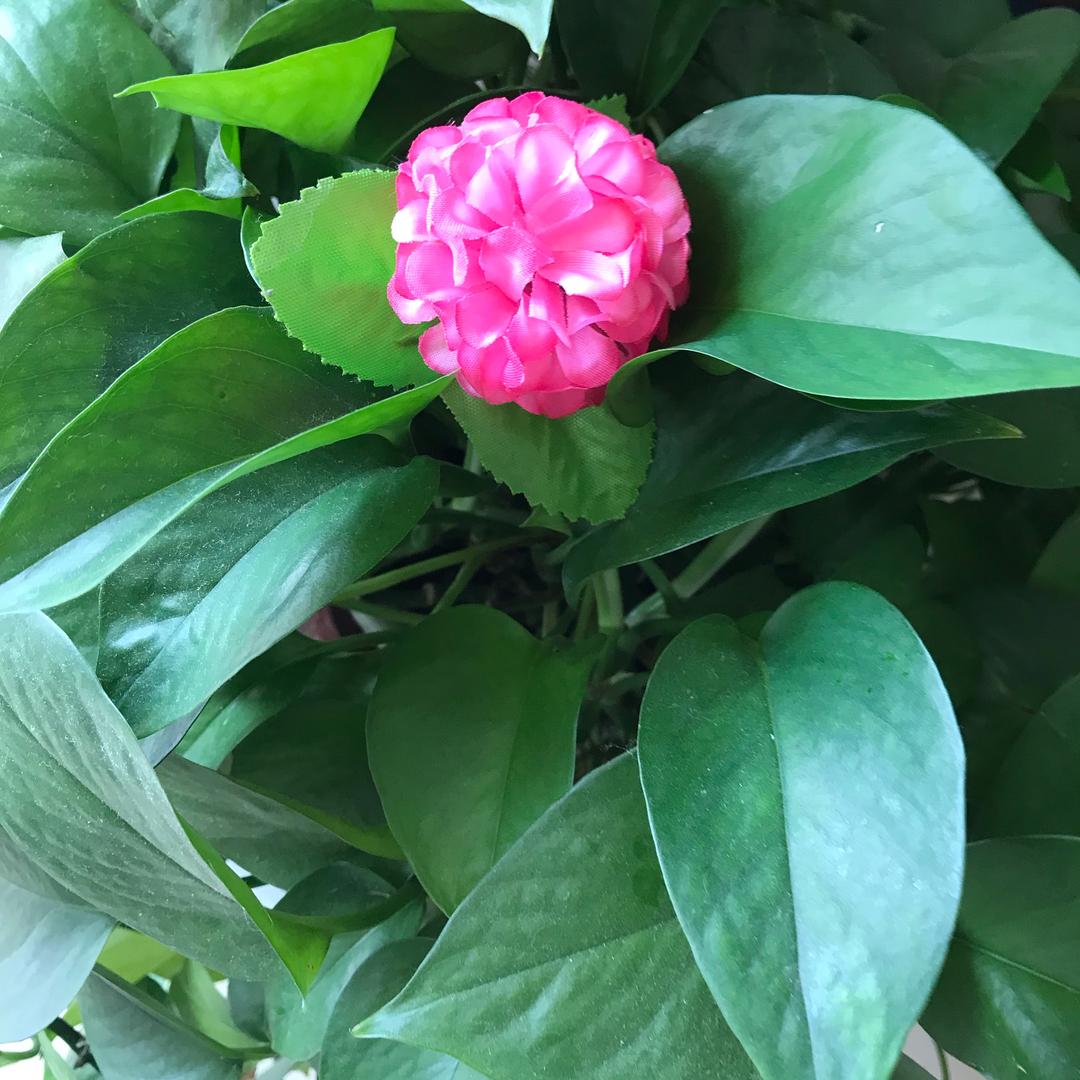 坦然