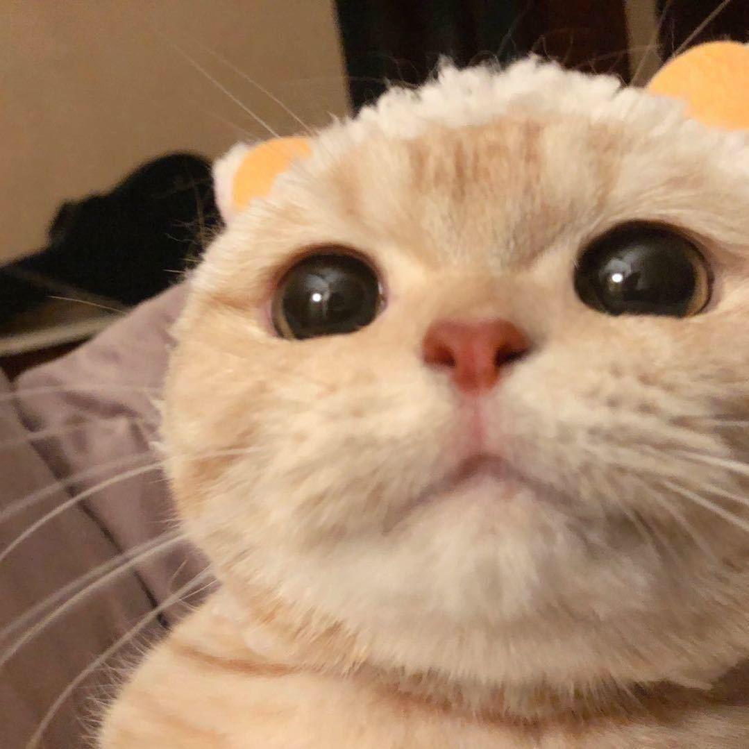 小朱没烦恼