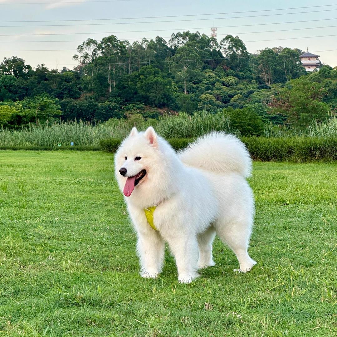 迅销益康畜牧动保