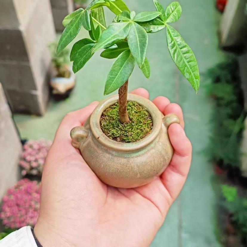 红树林农资