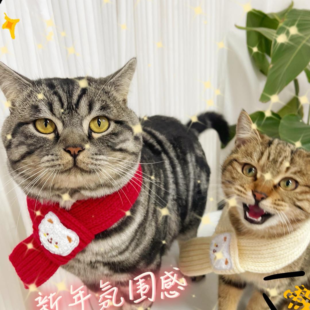 虎斑大小咪