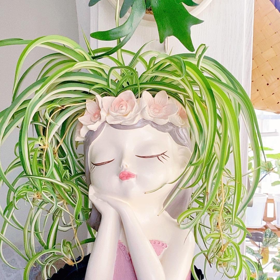 暗香爱养花