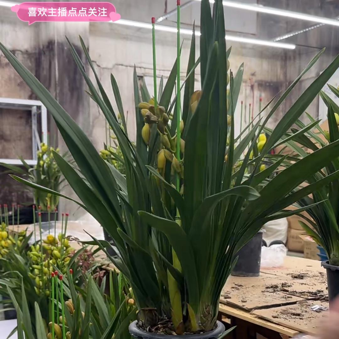 年年有余