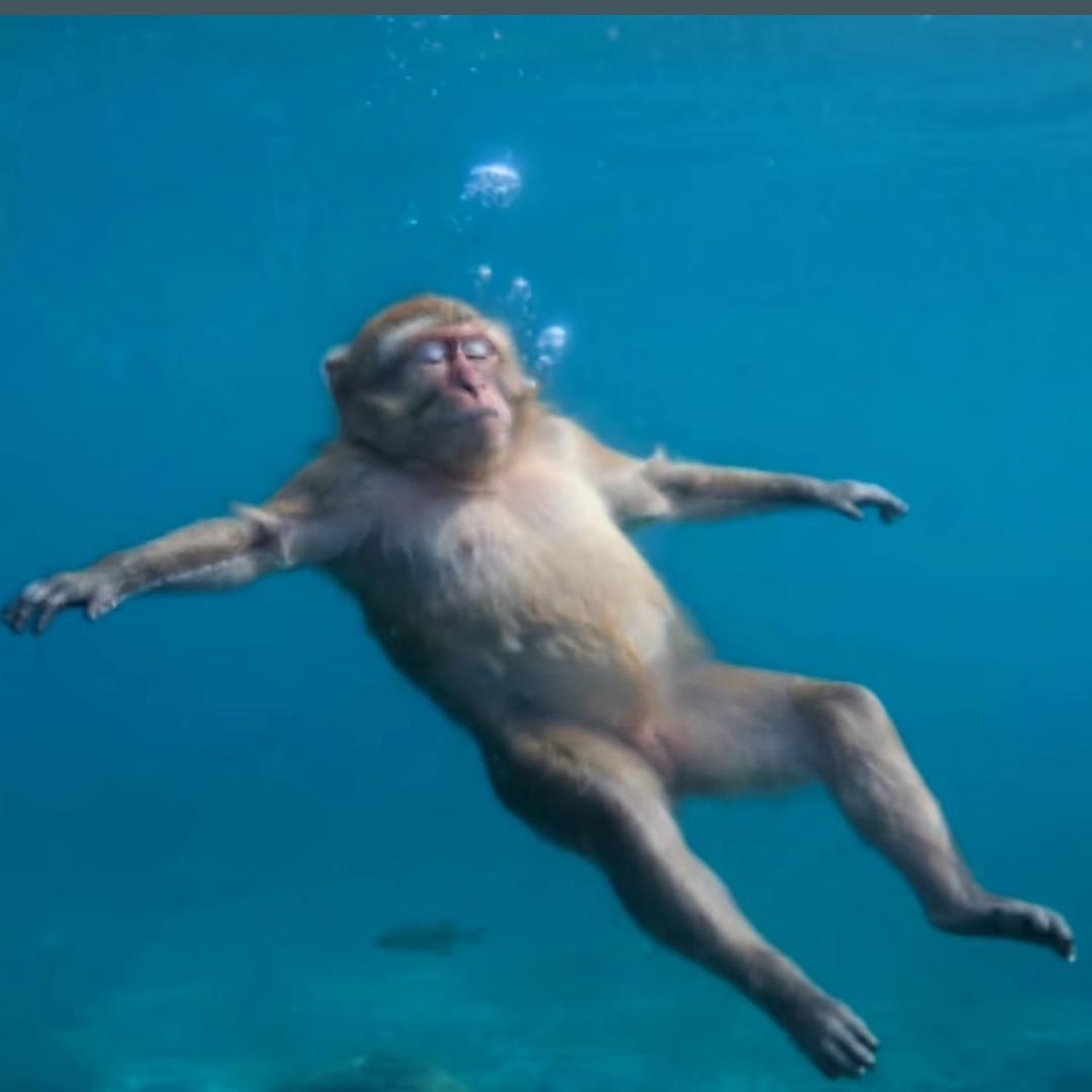 浆果.
