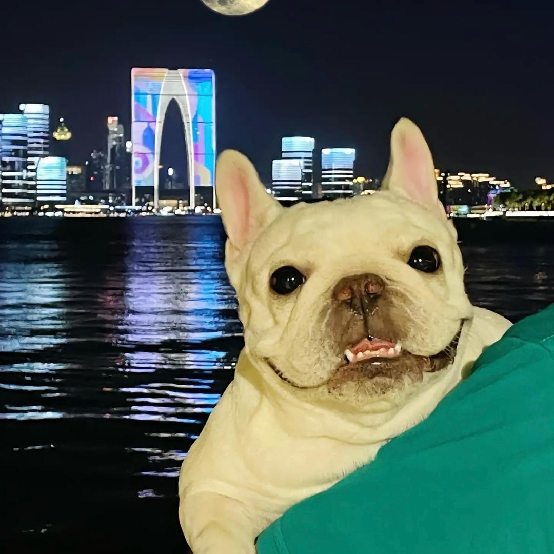 这个猴子很狗