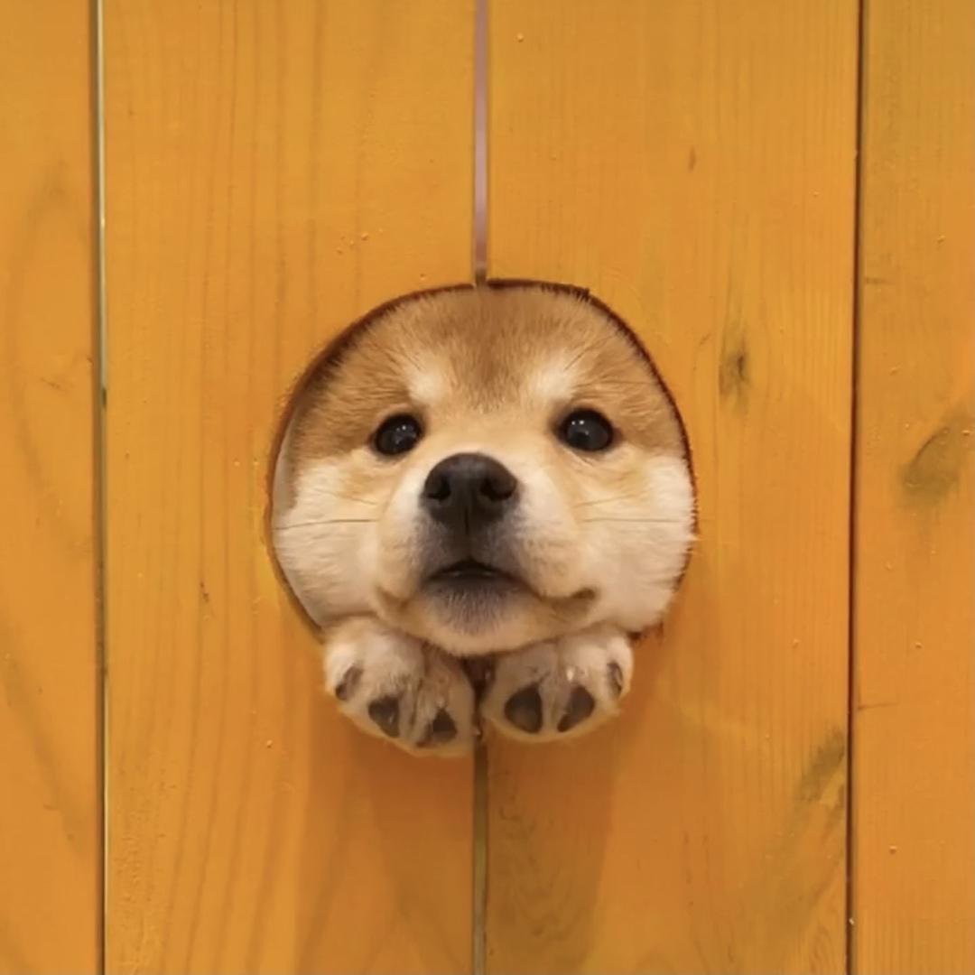 🐰️小不点.