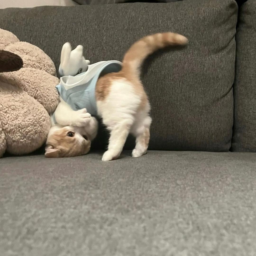 O耶猫