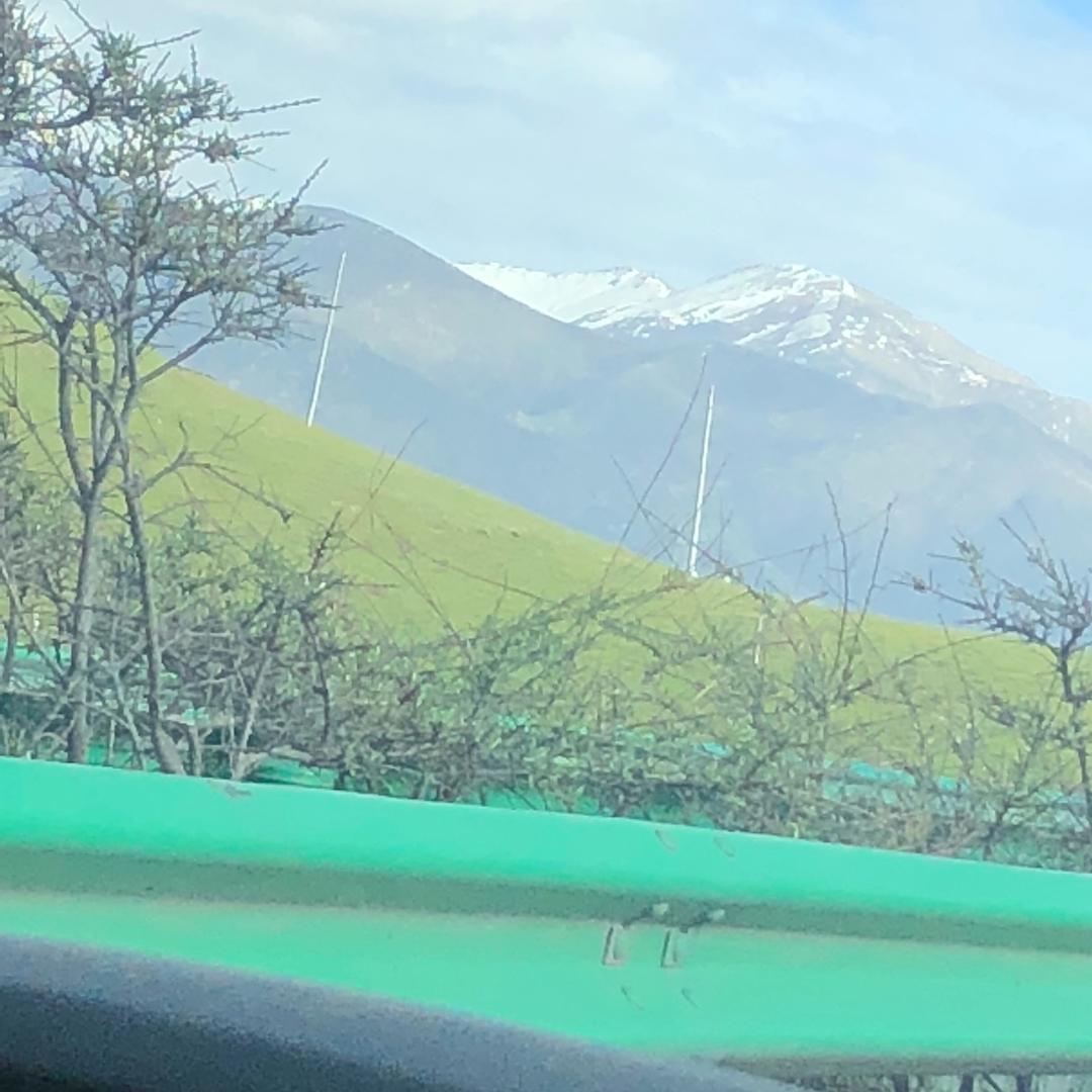 树飞