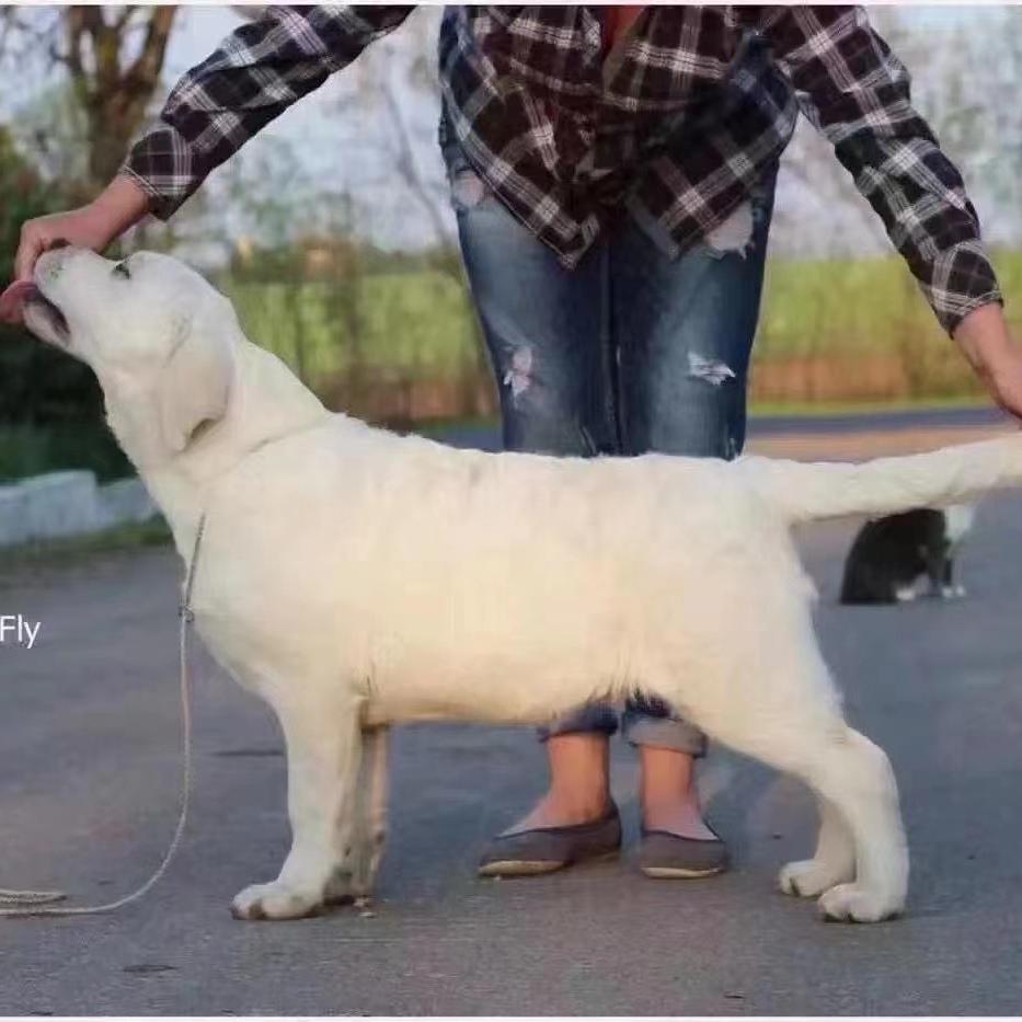 西北简单拉布拉多犬舍