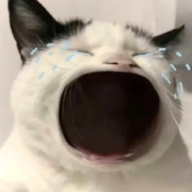 小猫的大鼻嘎