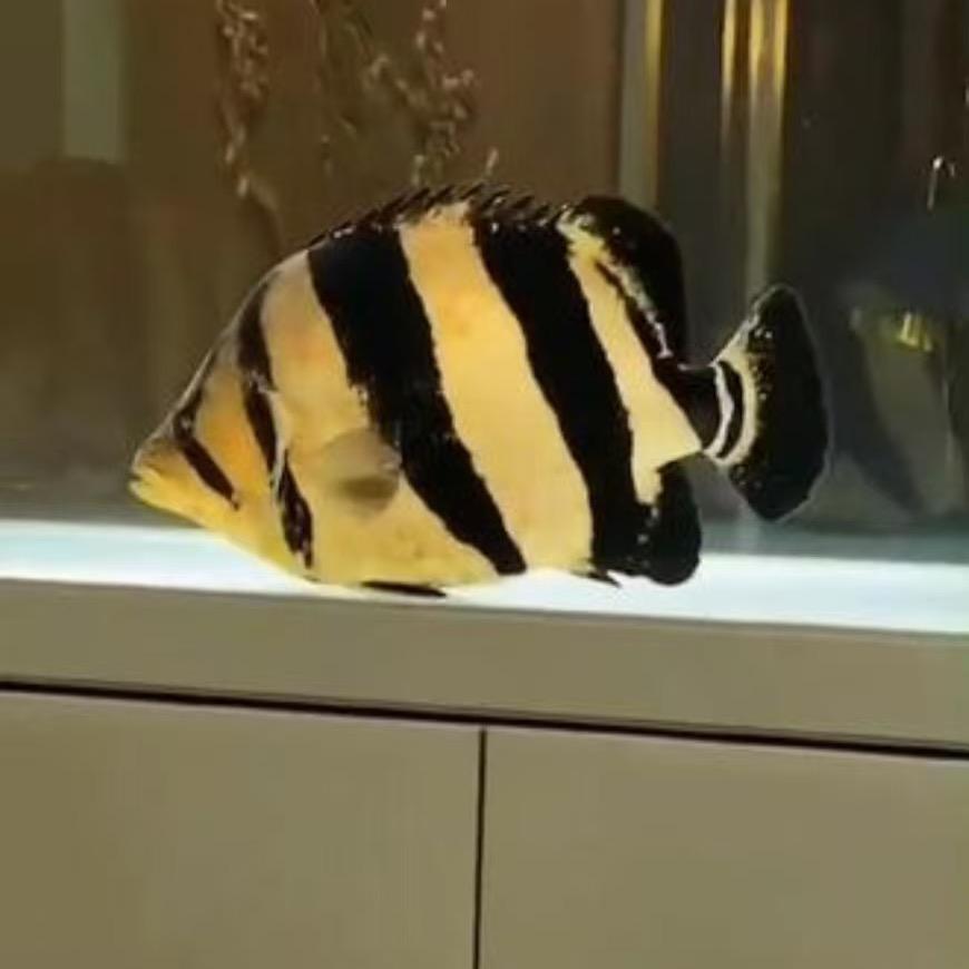 一个小泰虎水族