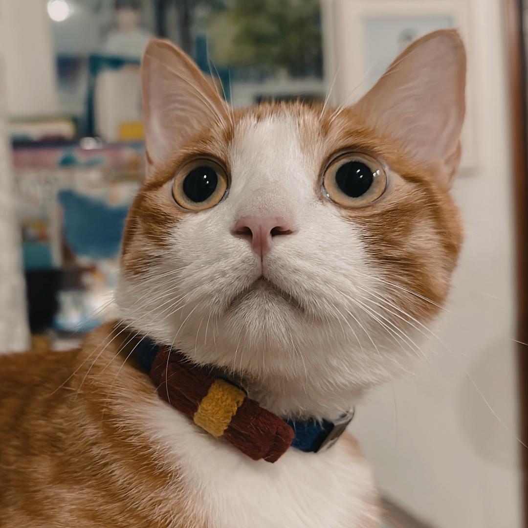 我的猫猫酱吉良吉影