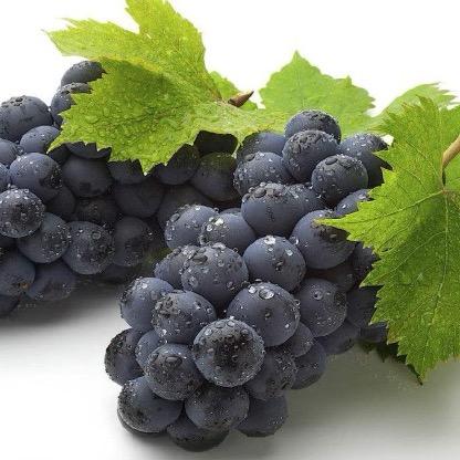 林果葡萄果树园🍇