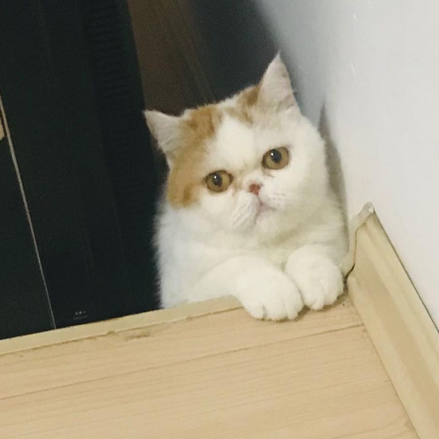 小喵妞妞