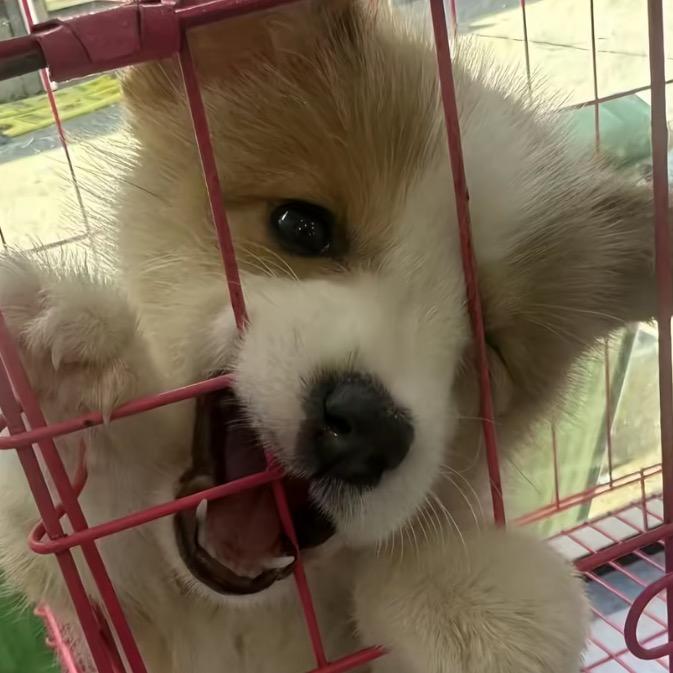 开朗的NPC