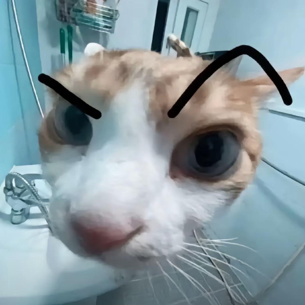 忧郁且小猫