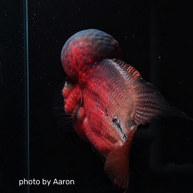 凉喜儿（拎个澡缸）