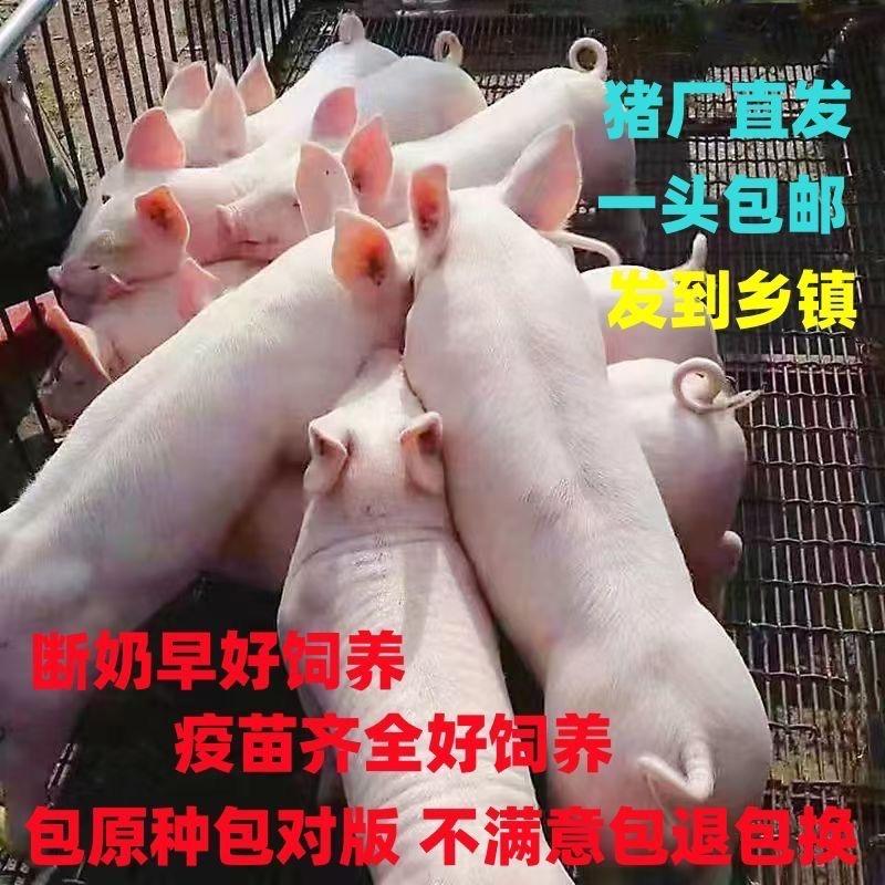 温牧种猪繁育基地