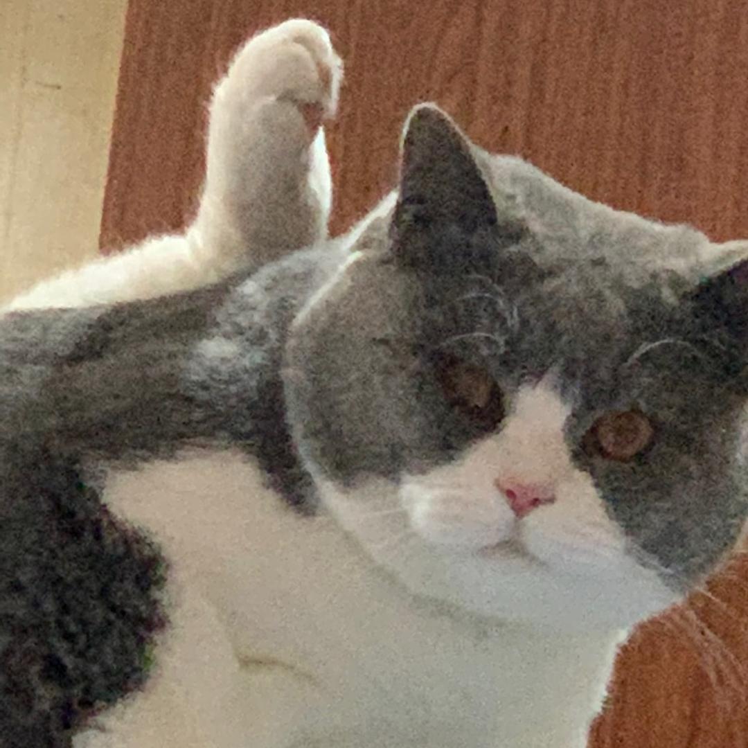猫猫侠.